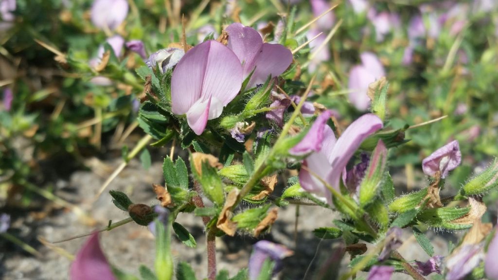 Ononis spinosa (Fabaceae)